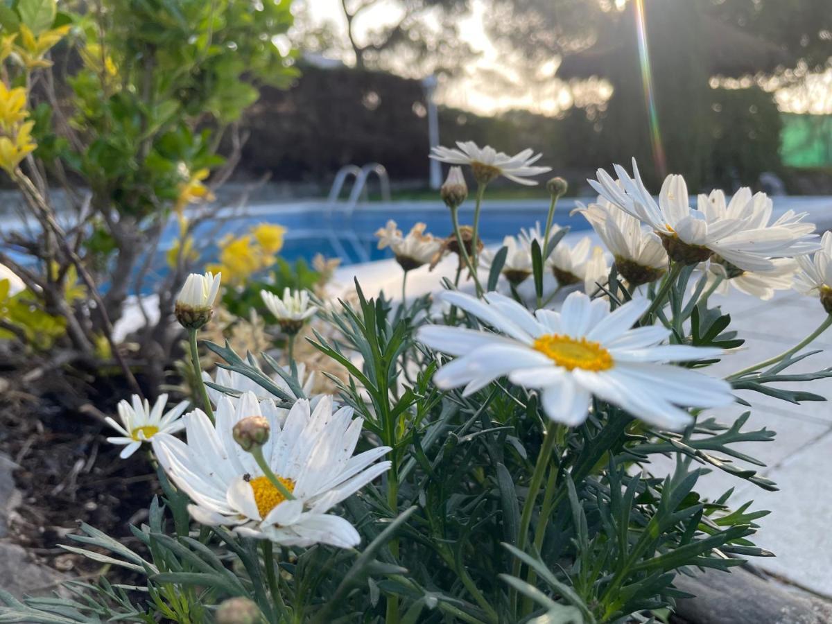 Villa Herlinda Costa Brava - With Swiming Pool Massanet De La Selva Esterno foto